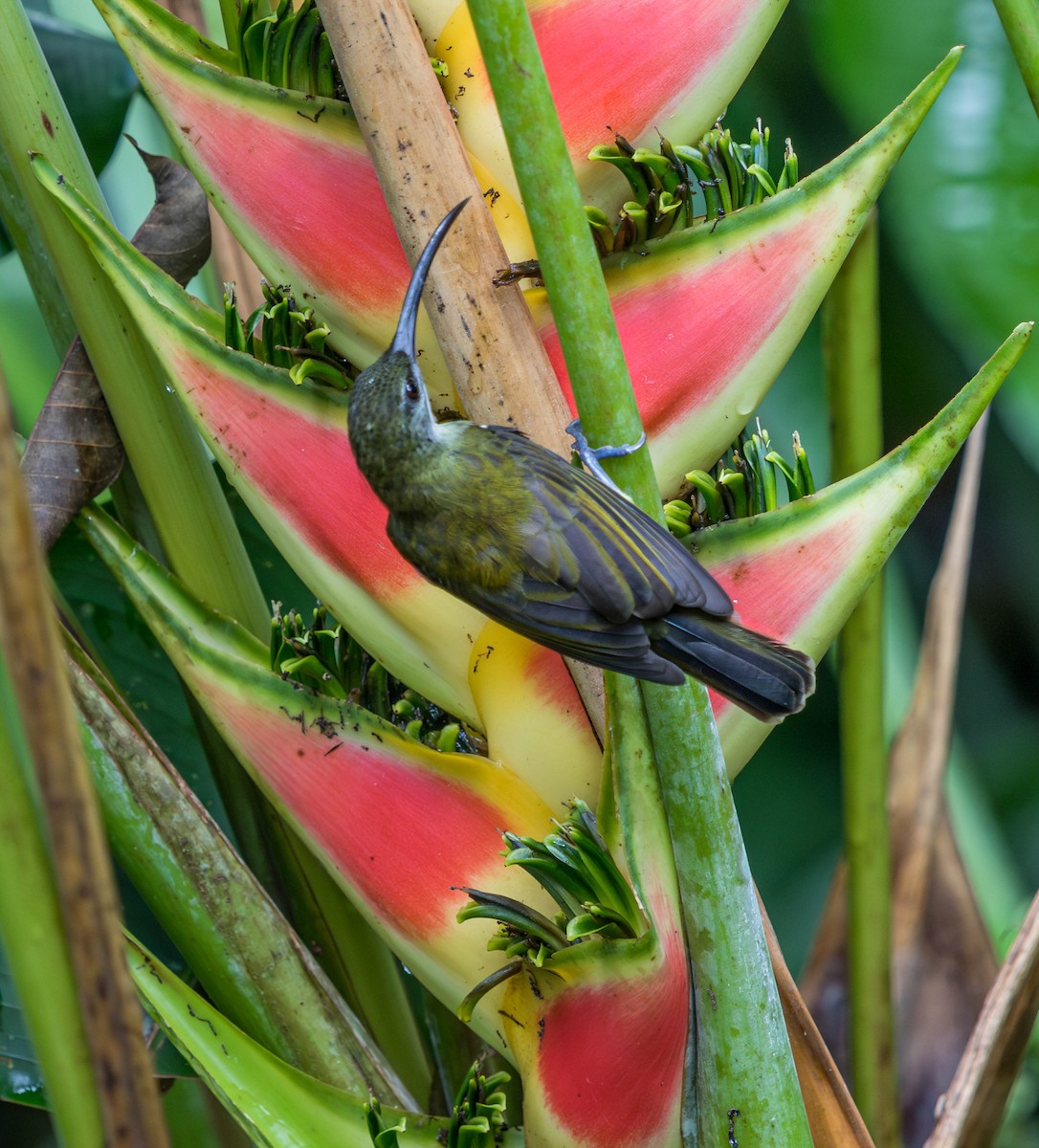 Little Spiderhunter - ML637935351