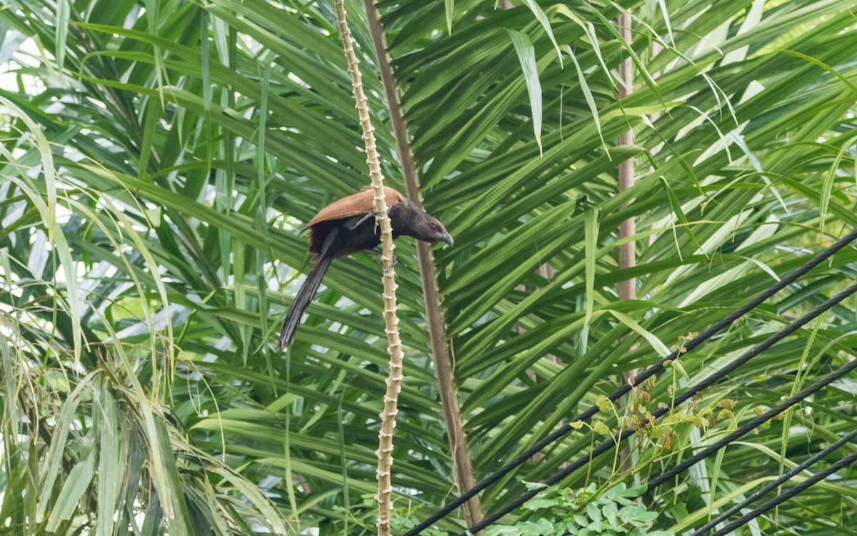 Greater Coucal - ML637935380