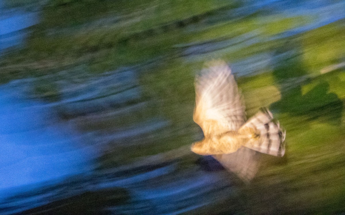 Wallace's Hawk-Eagle - ML637935386