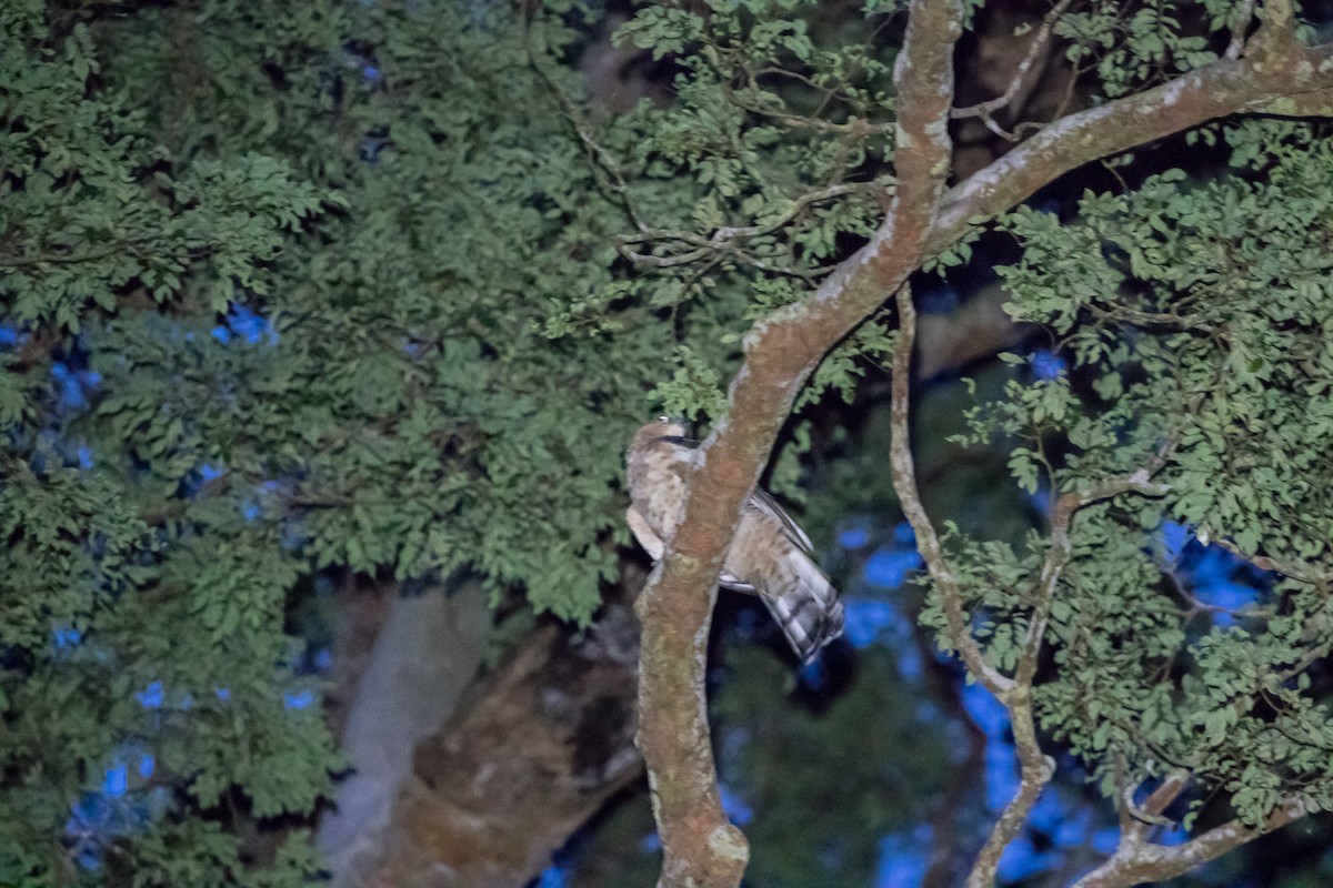 Wallace's Hawk-Eagle - ML637935389