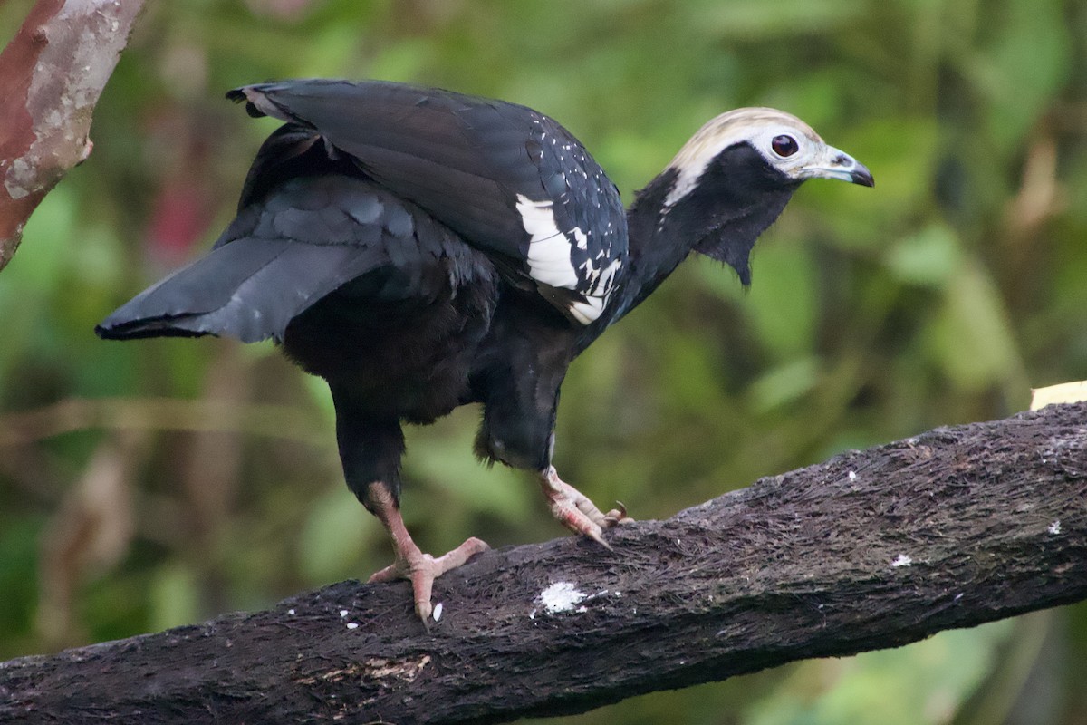 Blue-throated Piping-Guan - ML637935416
