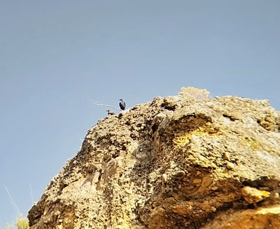 Blue Rock-Thrush - ML637935418