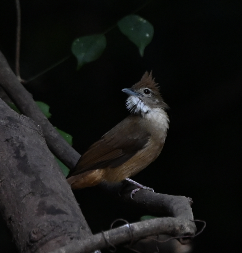 Ochraceous Bulbul - ML637935457
