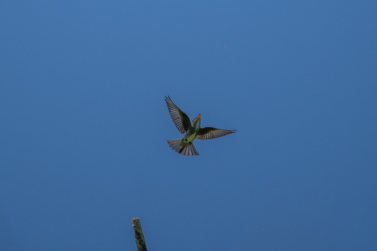Olive-sided Flycatcher - ML637935531