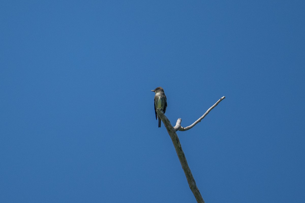 Olive-sided Flycatcher - ML637935542