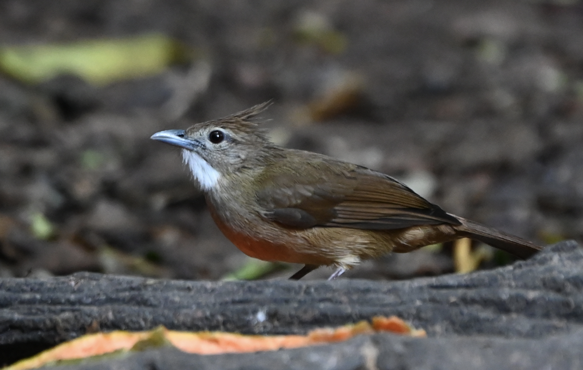 Ochraceous Bulbul - ML637935545