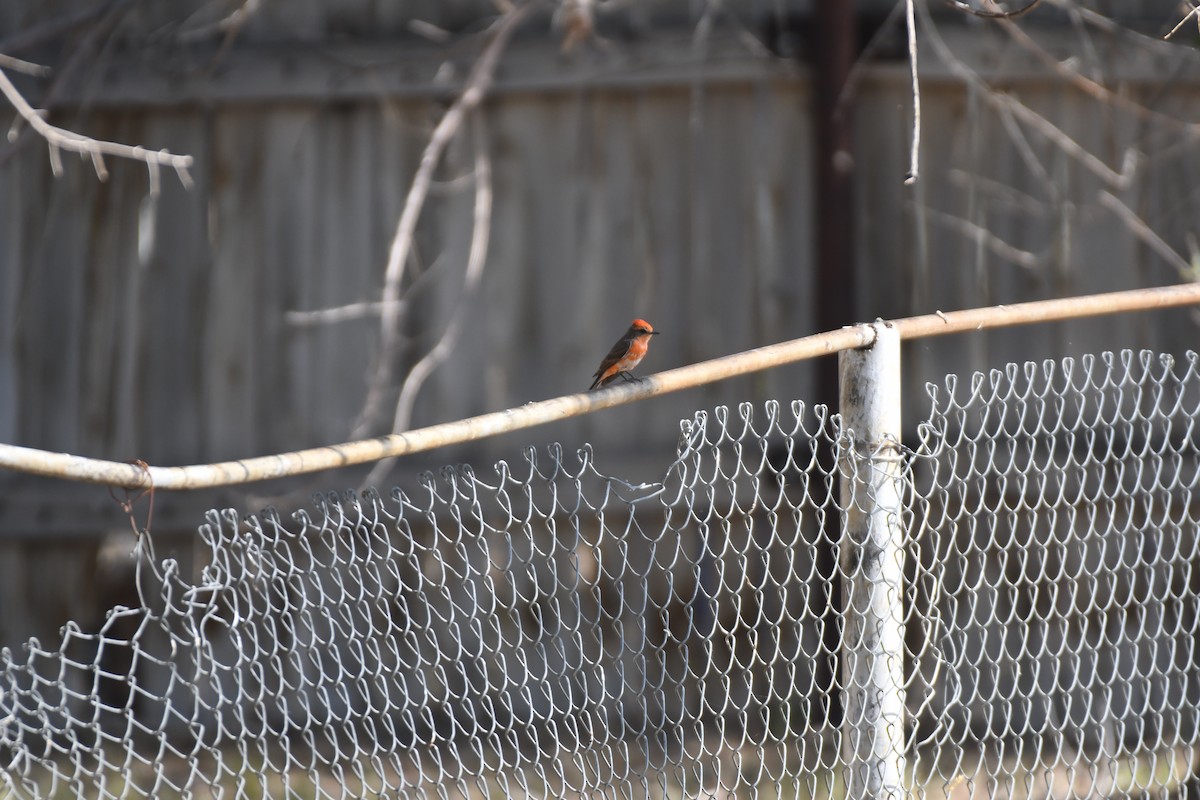 Vermilion Flycatcher - ML637935627