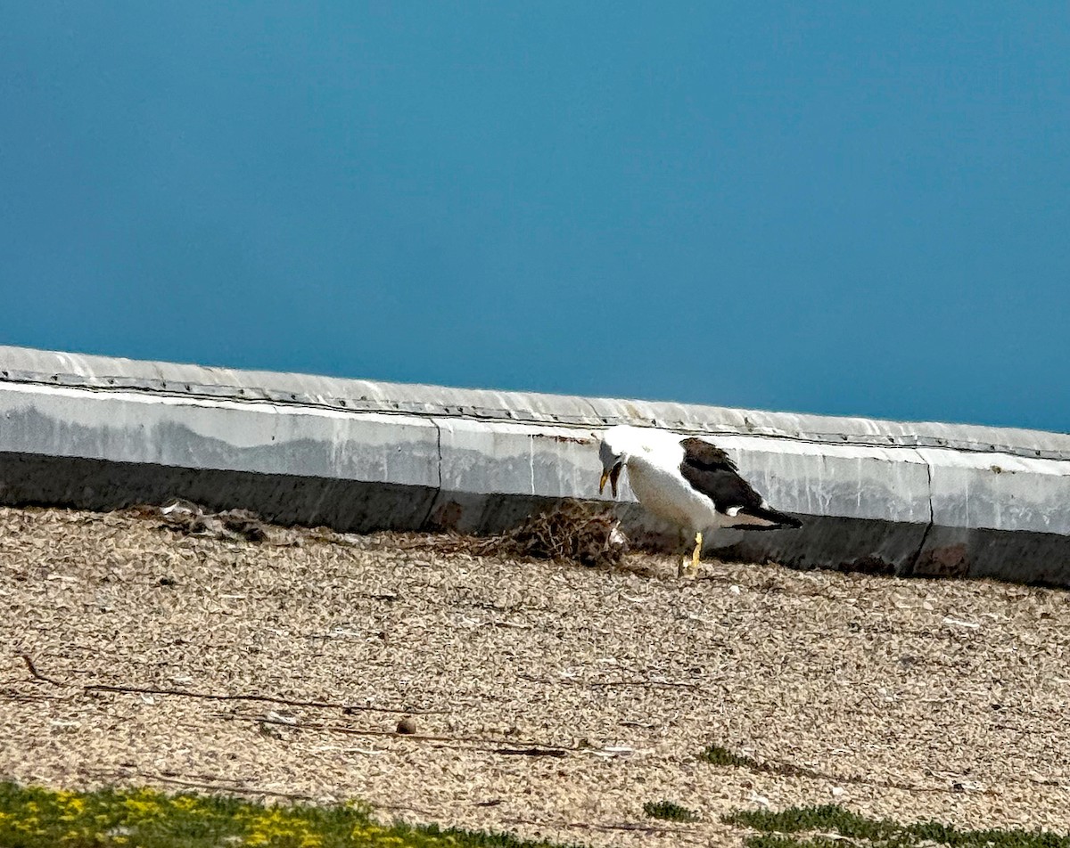 Kelp Gull - ML637935639