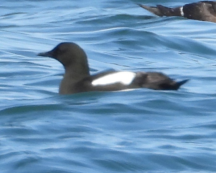 Black Guillemot - ML637935651