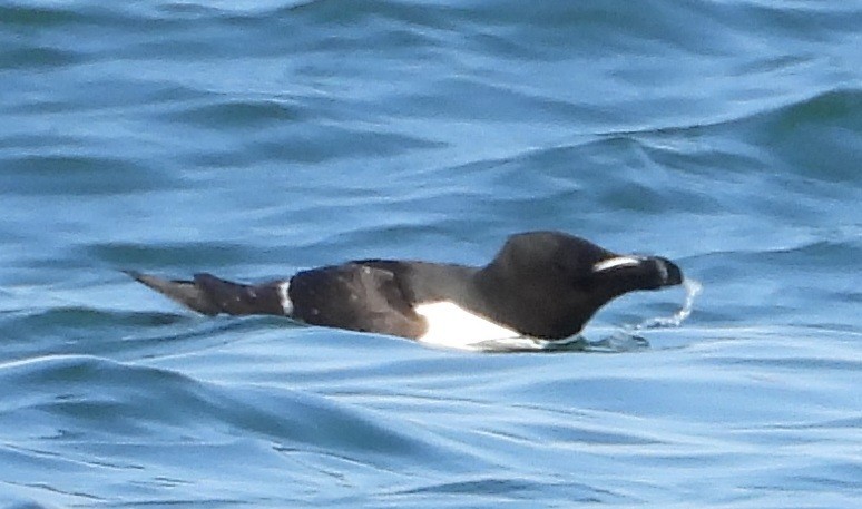Razorbill - ML637935656
