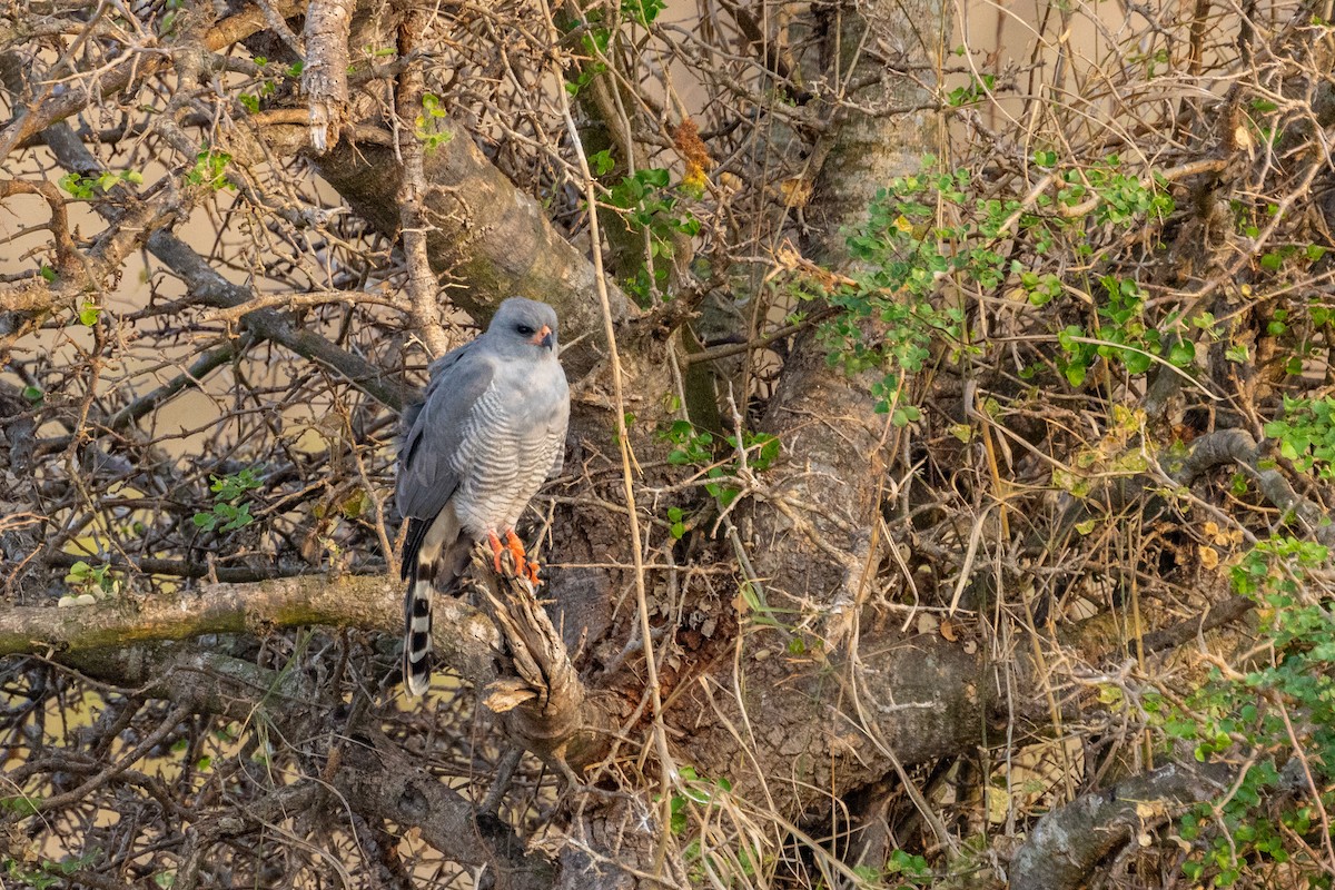 Gabar Goshawk - ML637935720