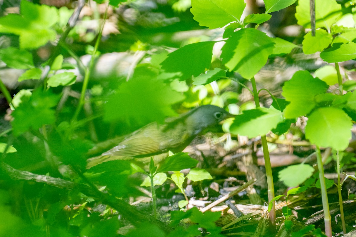 Connecticut Warbler - ML637935722