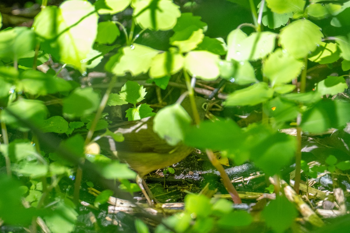 Connecticut Warbler - ML637935723
