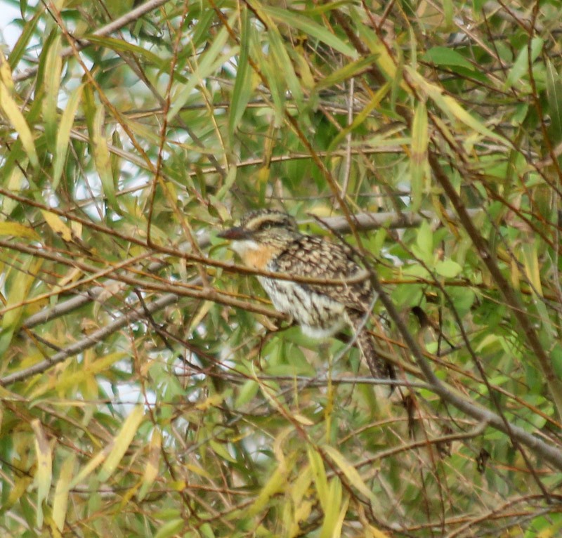 Spot-backed Puffbird - ML637935770