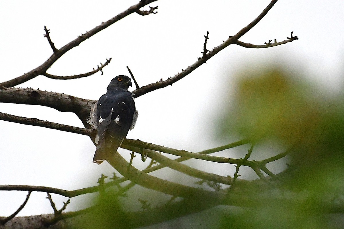 African Cuckoo-Hawk - ML637935783