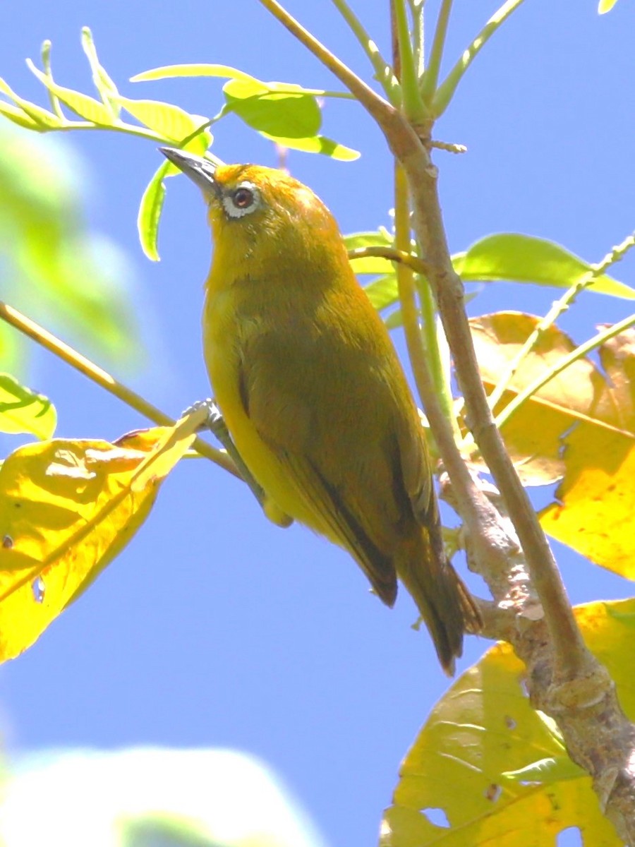 Lemon-bellied White-eye - ML637935789
