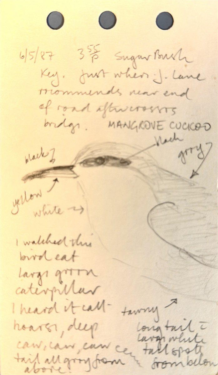 Mangrove Cuckoo - ML637935852