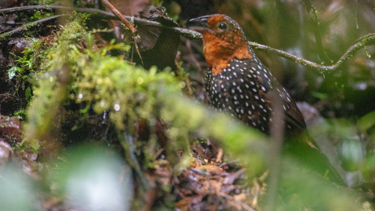 Ocellated Tapaculo - ML637935871