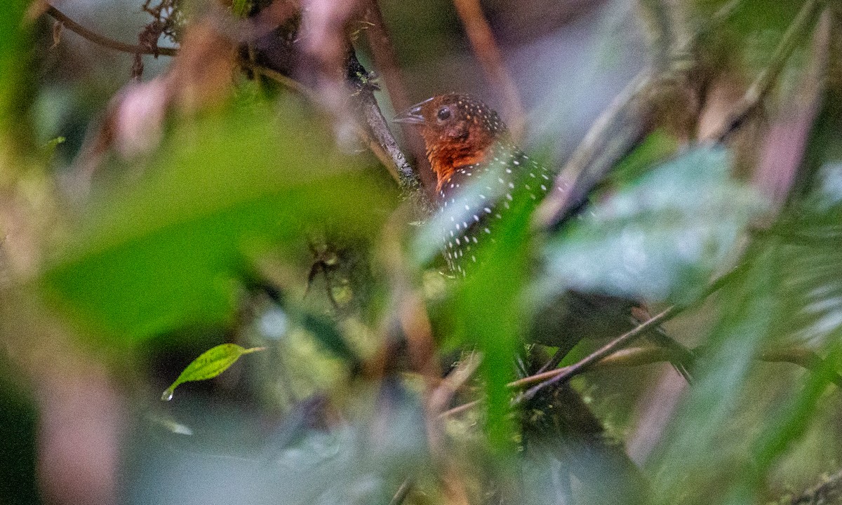 Ocellated Tapaculo - ML637935872