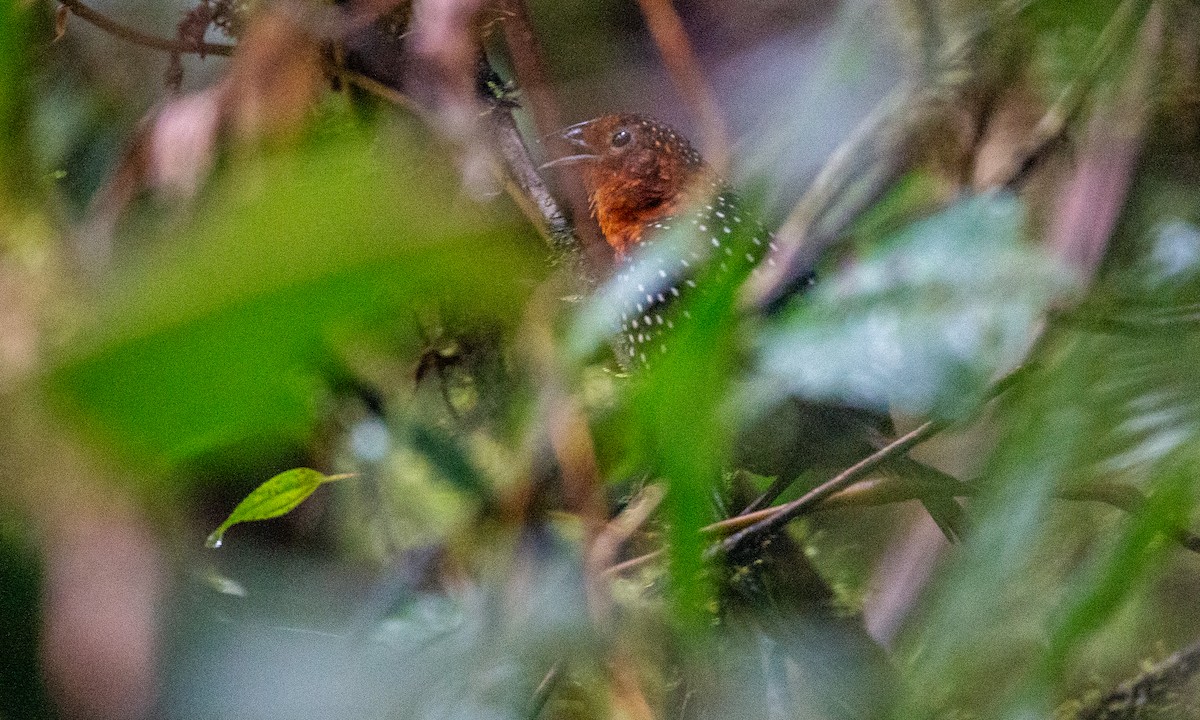 Ocellated Tapaculo - ML637935873