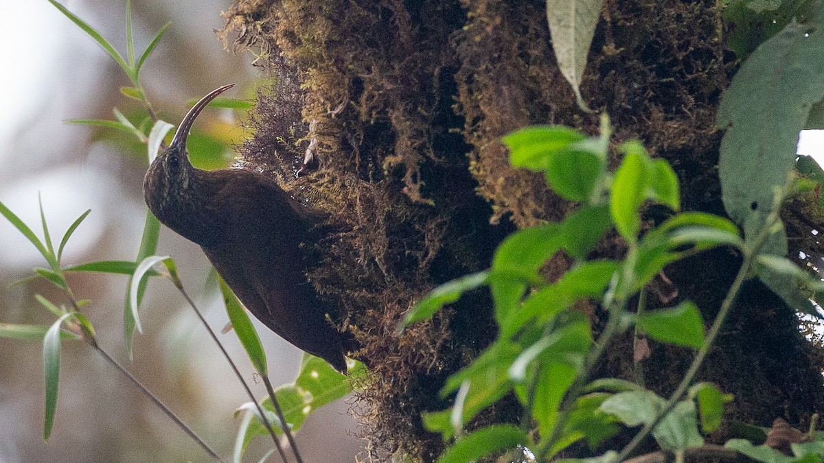 Greater Scythebill - ML637935884