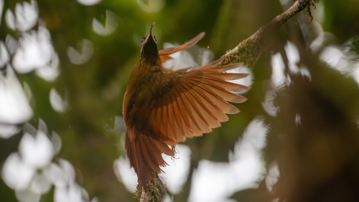 Greater Scythebill - ML637935891