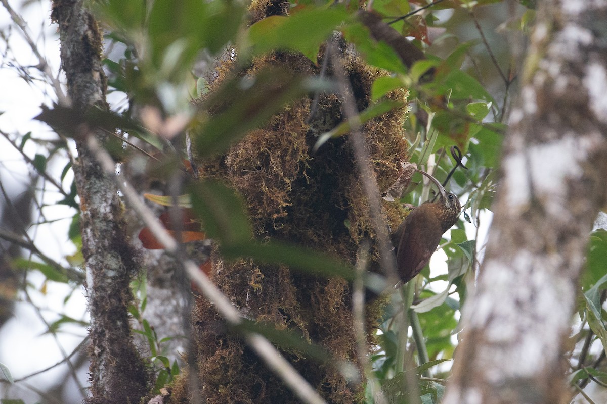 Greater Scythebill - ML637935892