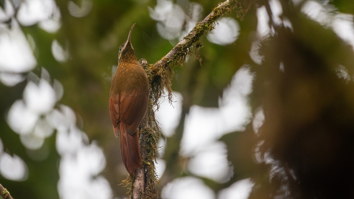 Greater Scythebill - ML637935893