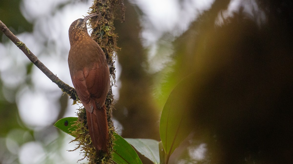 Greater Scythebill - ML637935894