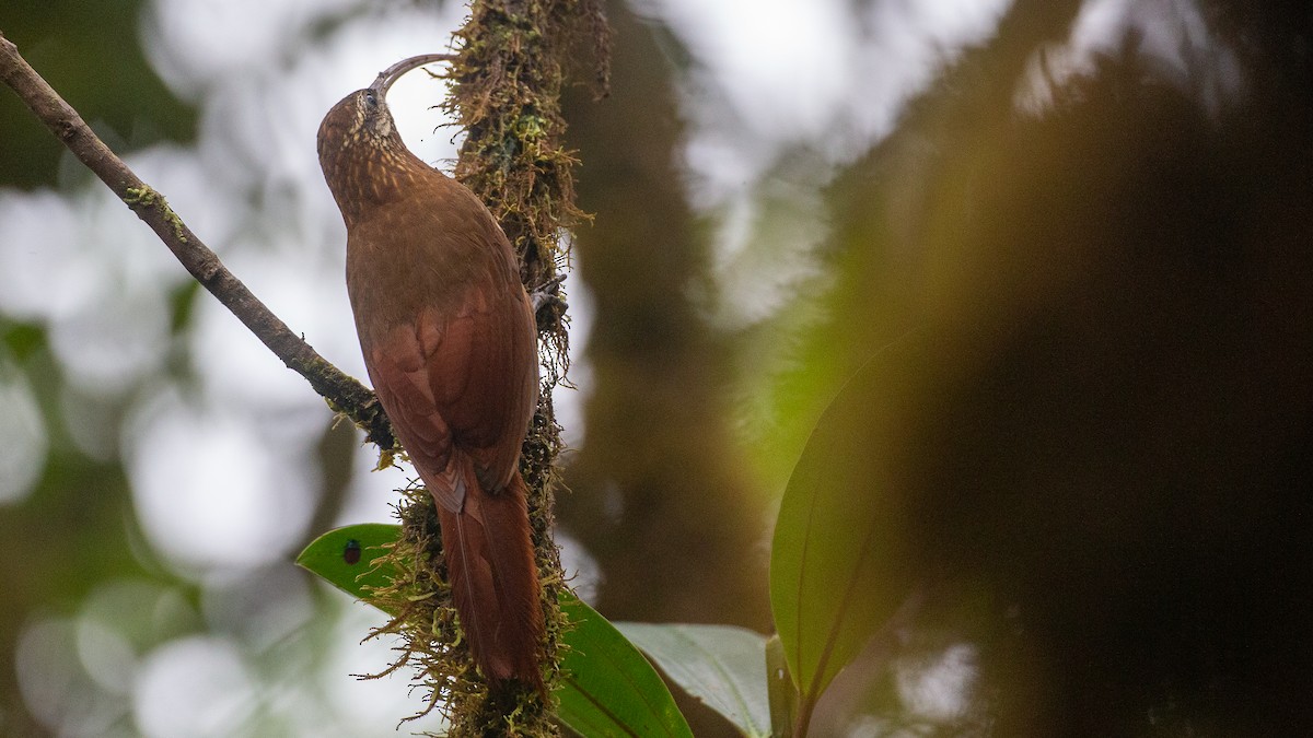 Greater Scythebill - ML637935895