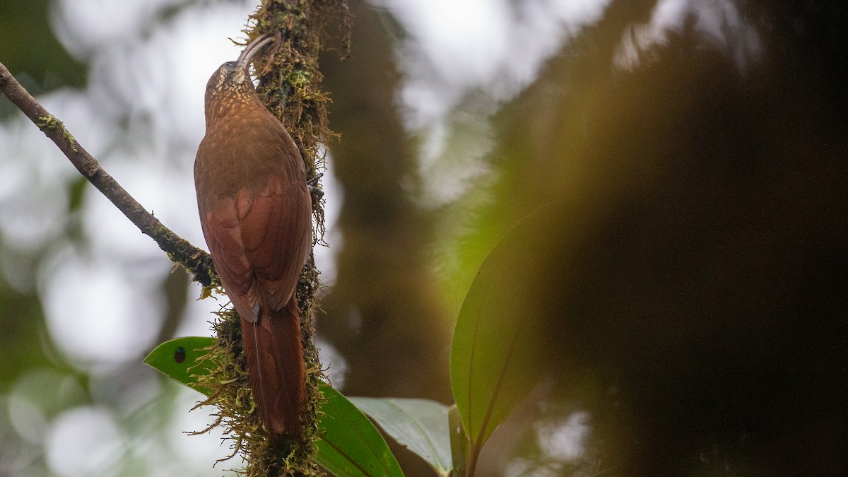 Greater Scythebill - ML637935896
