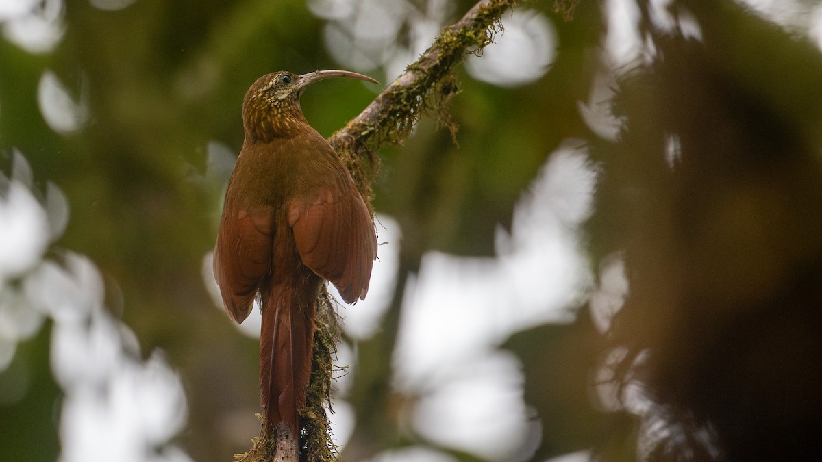 Greater Scythebill - ML637935897