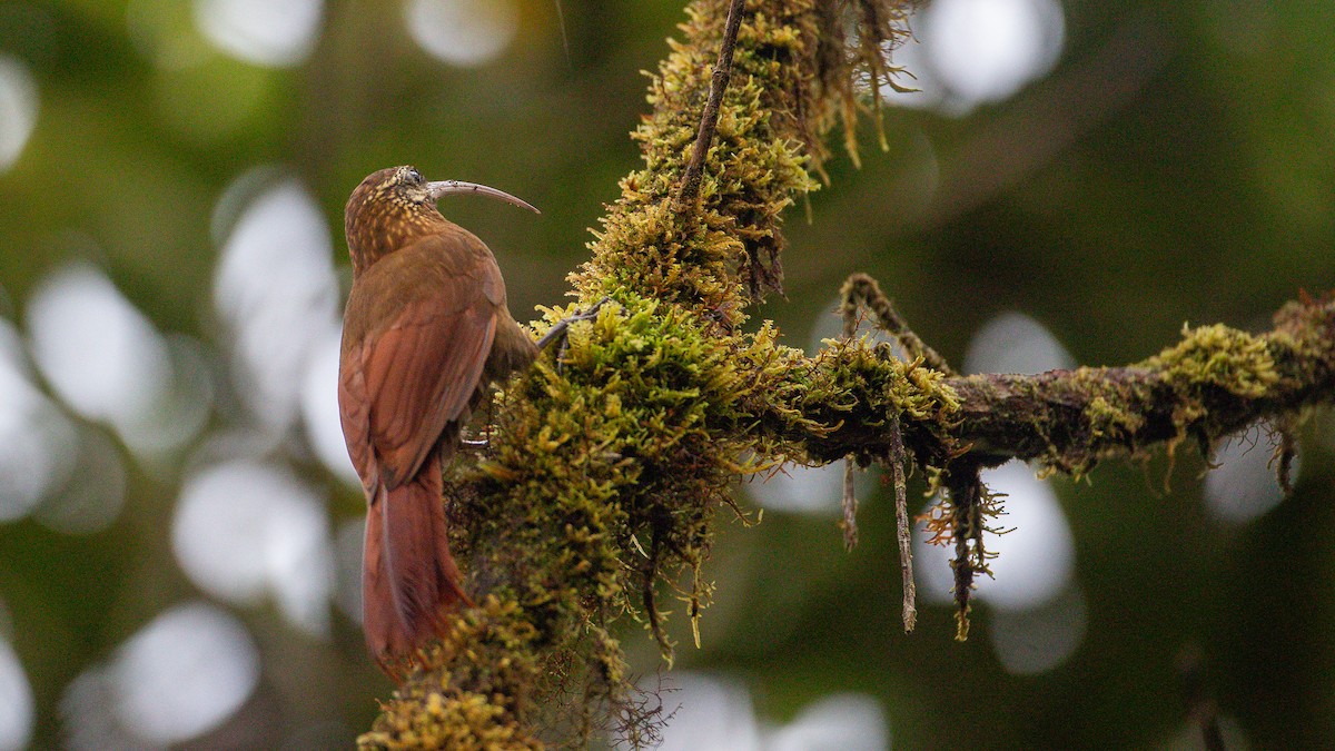Greater Scythebill - ML637935898