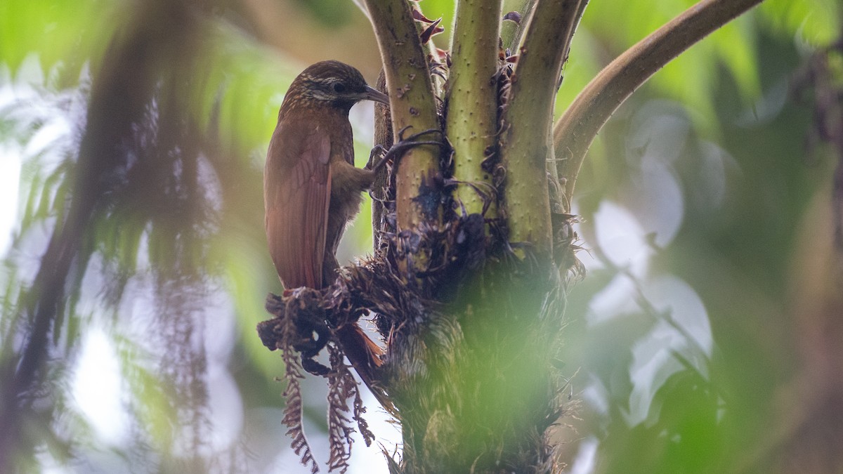 Greater Scythebill - ML637935900