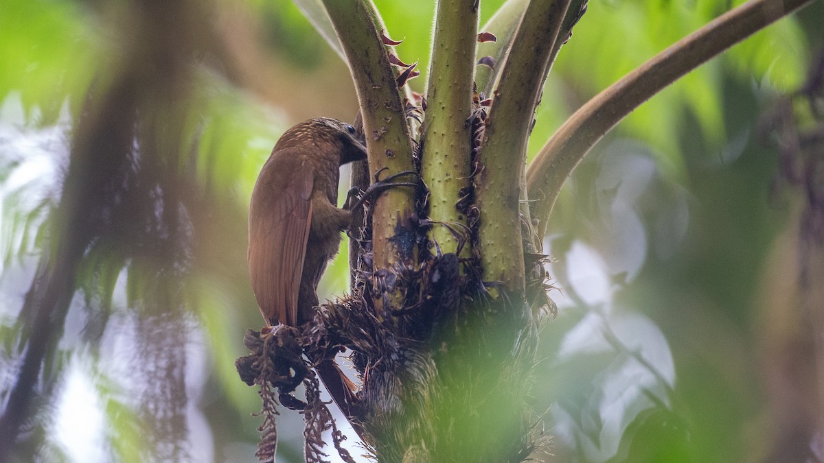 Greater Scythebill - ML637935901