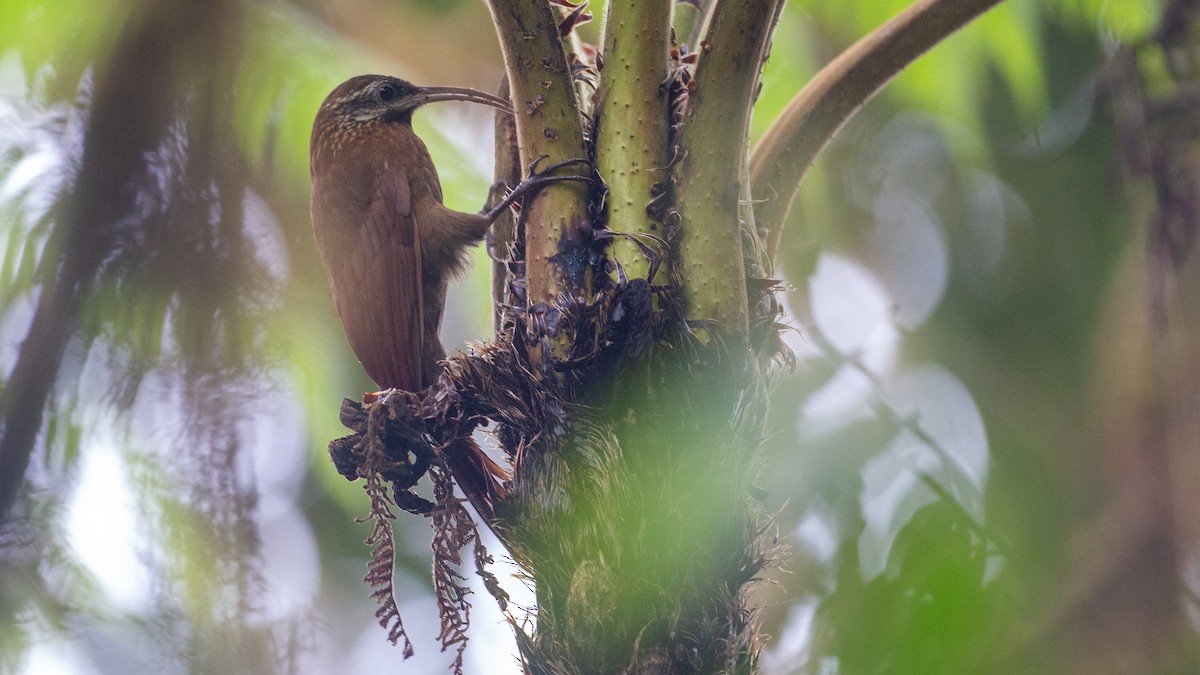 Greater Scythebill - ML637935902