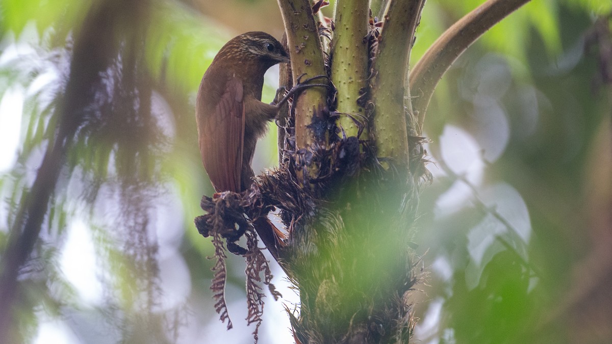 Greater Scythebill - ML637935903