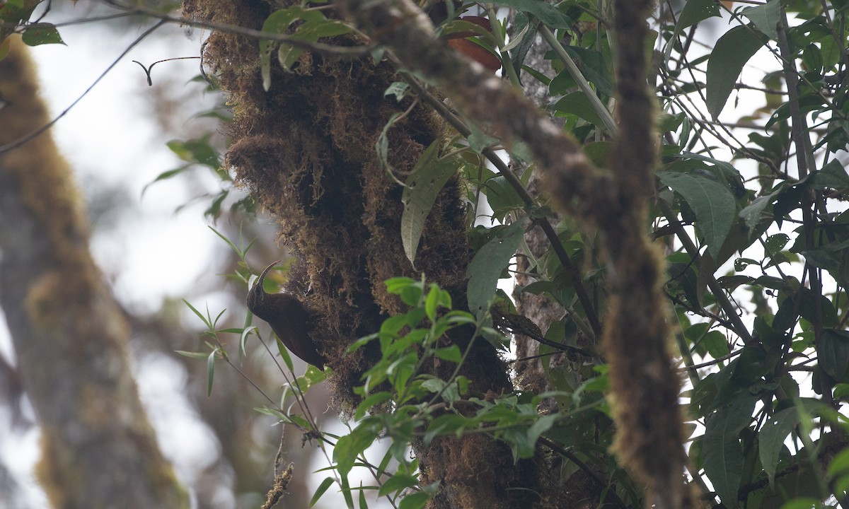 Greater Scythebill - ML637935904