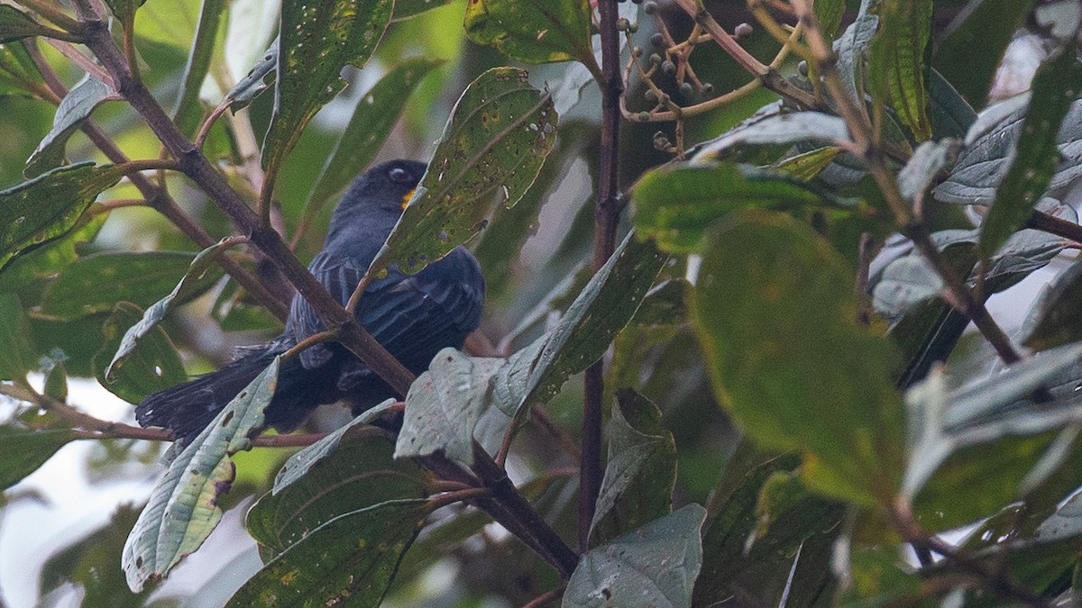 Purplish-mantled Tanager - ML637935914