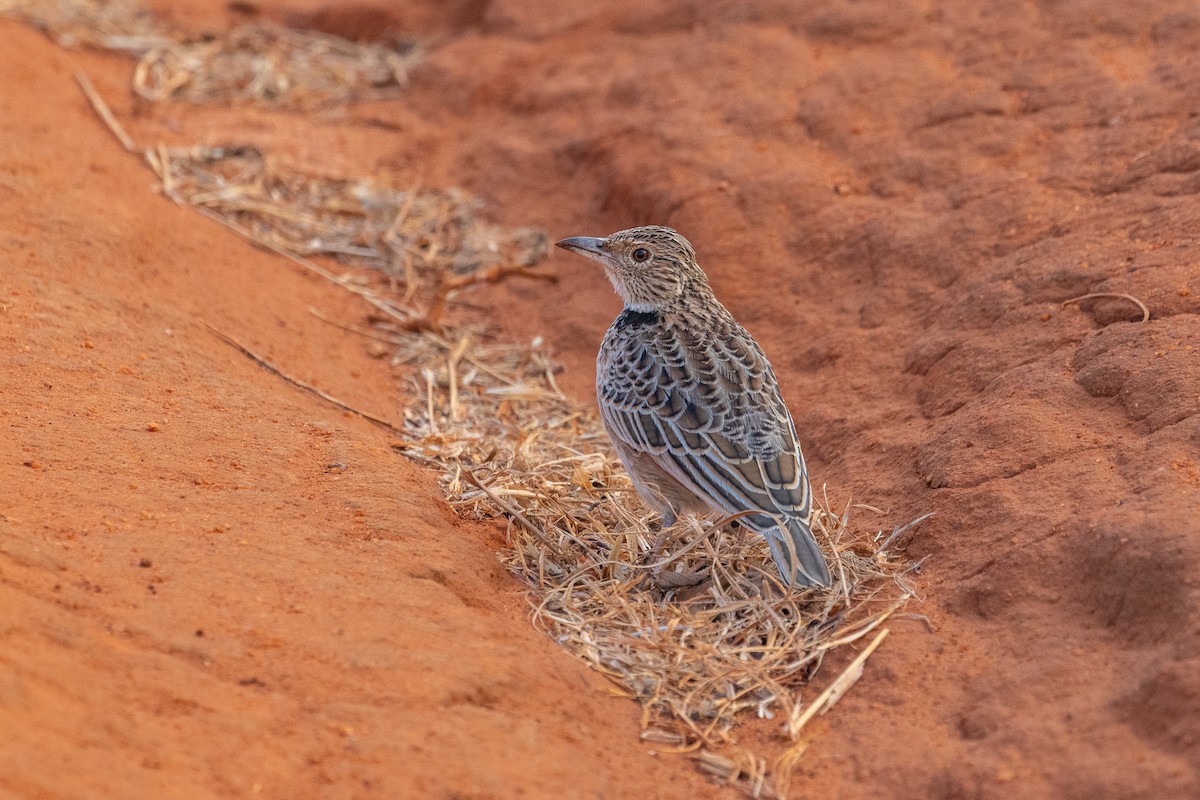 Red-winged Lark - ML637935926
