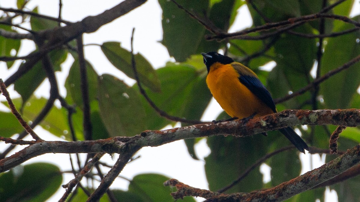 Black-chinned Mountain Tanager - ML637935930