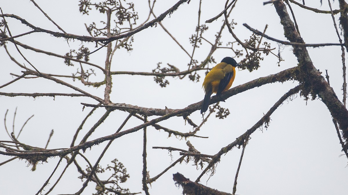 Black-chinned Mountain Tanager - ML637935931