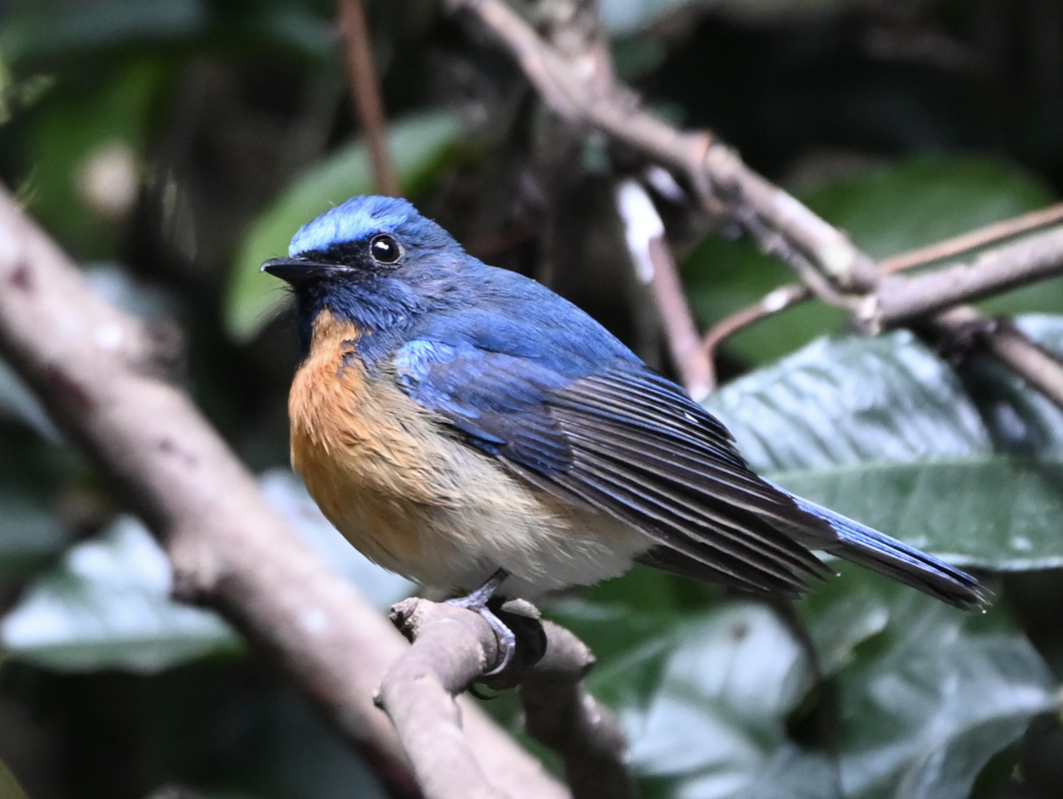 Chinese Blue Flycatcher - ML637935934