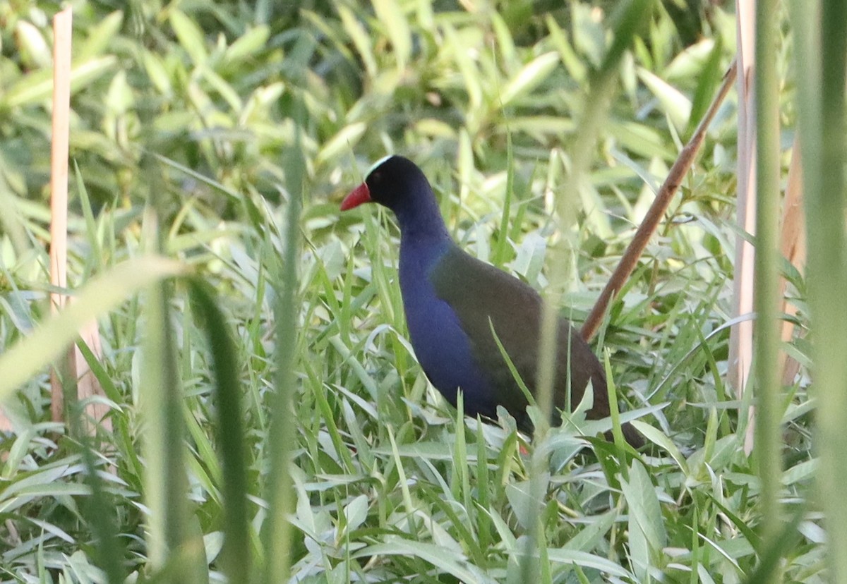Allen's Gallinule - ML637935935