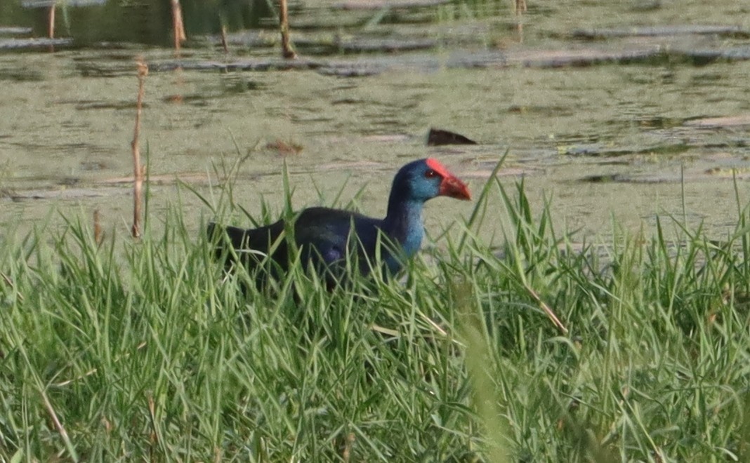 African Swamphen - ML637935947