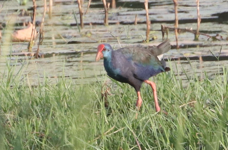 African Swamphen - ML637935948