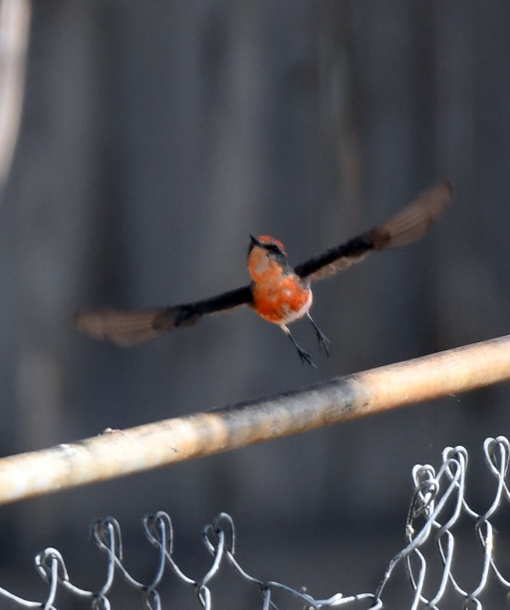 Vermilion Flycatcher - ML637935968