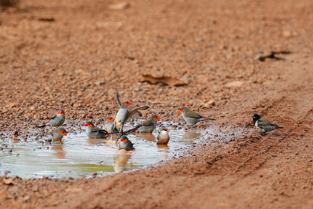Orange-cheeked Waxbill - ML637935976