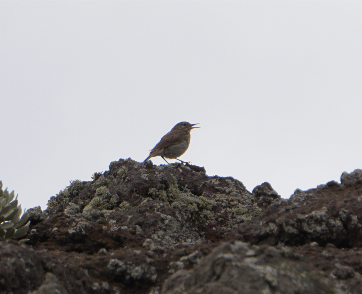 Berthelot's Pipit - ML637935997