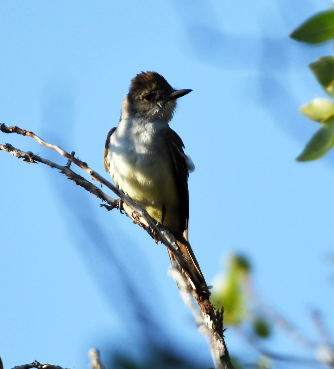 Ash-throated Flycatcher - ML637936008
